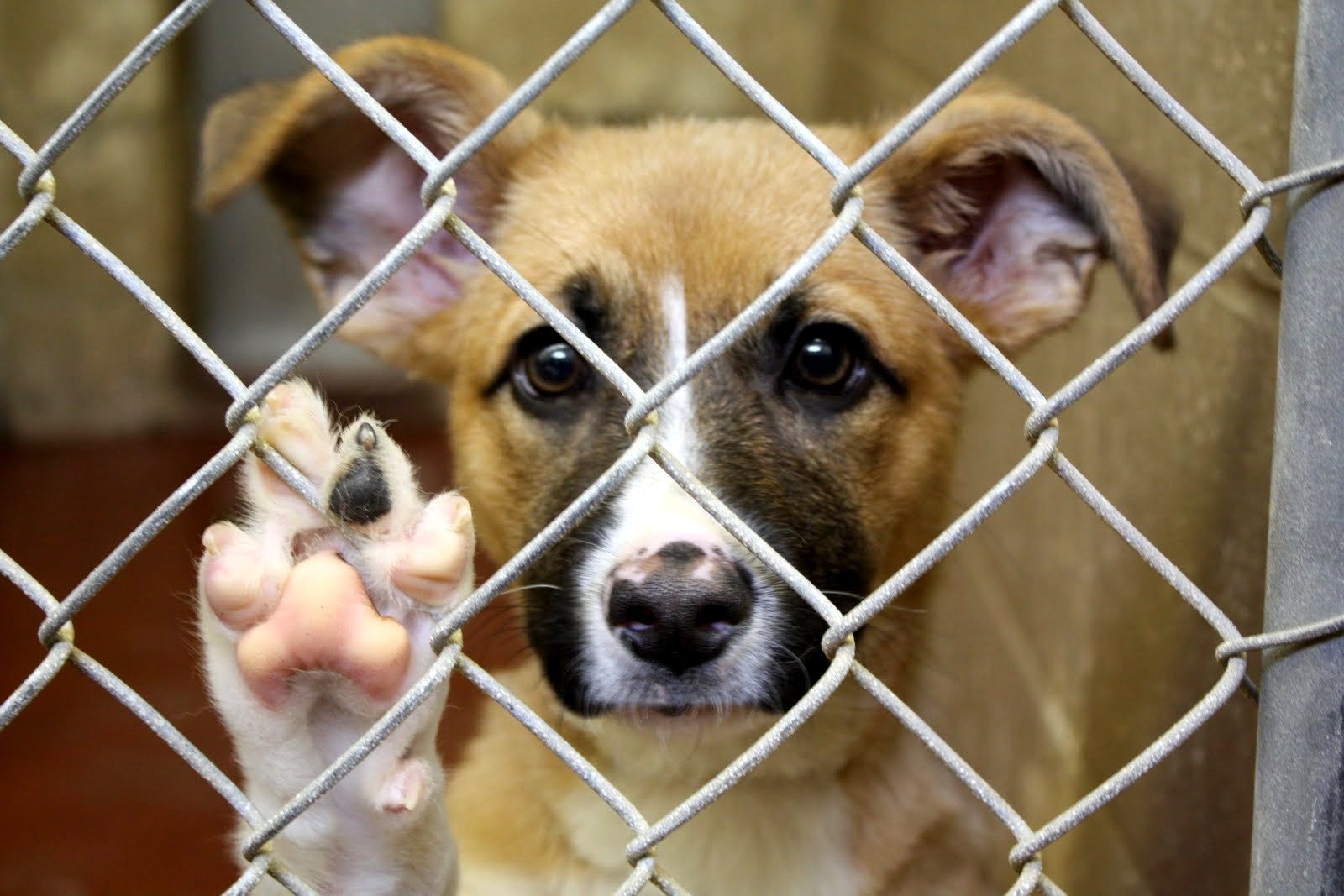 dog shelter